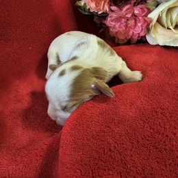 Girl 6 - Blenheim Cavalier King Charles Spaniel puppy in Stilwell, Oklahoma from Parker's Pups