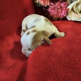 Girl 6 - Blenheim Cavalier King Charles Spaniel puppy in Stilwell, Oklahoma from Parker's Pups