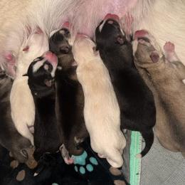 Pomsky puppies from SRF Pomskies