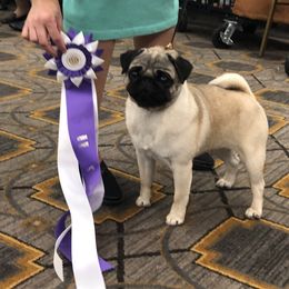 Purdy - Pug