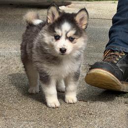Love bug - Gray and white female Pomsky puppy in La Verne, California from Red Cedar Pomskies