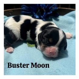Buster Moon - Tri-color male Cavalier King Charles Spaniel puppy in Clinton, Oklahoma from Enchanted Spaniels