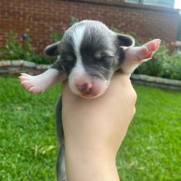 Male 3 - Blue male Pembroke Welsh Corgi puppy in Hueytown, Alabama from AAA Corgis