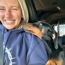 Doberman Pinscher and Dutch Shepherd Puppies from Crosspointe Canines; Home of Karmic Doberman Pinschers & Stellar Dutch Shepherds