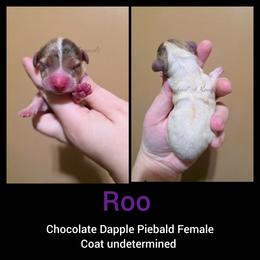 Roo - Dapple female Dachshund puppy in Quitman, Mississippi from S-and-A Kennels