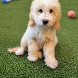 Greg - Male - Yellow and white male Bernedoodle puppy in Peoria, Arizona from Wroth's Pawsibilities
