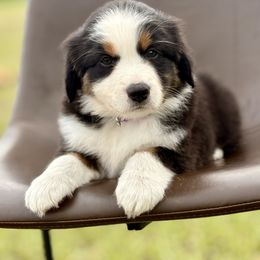 Purple collar - Black tri female Miniature Australian Shepherd puppy in 32046, Florida from River Hill Ranch