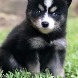 Pomsky Puppies from River Enz Pomskies