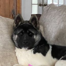 Akita Puppies from Majestic Valley Farms