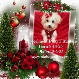 Miss Pepperiment Patty - White female Maltese puppy in Silverhill, Alabama from Malteseuluv’s Tiny Treasurers