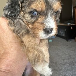 Tri boy 2 - Tri-color male Cavapoo puppy in Southside, West Virginia from Double Diamond Cavapoos