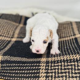 Java - Parti female Goldendoodle puppy in New Harmony, Indiana from Cottonwood Farms