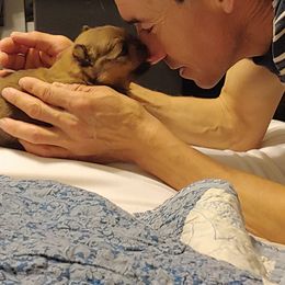 Pomeranian and Pomsky Puppies from Stonehill Breeders
