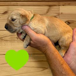 Douglas (Green) - Golden male Golden Retriever puppy in Cadillac, Michigan from K & M Golden Retrievers