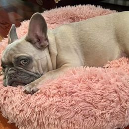 French Bulldogs from Baton Rouge Bullies