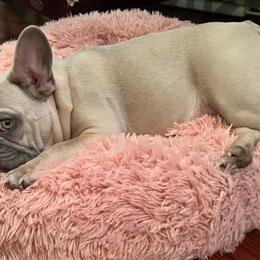 French Bulldogs from Baton Rouge Bullies