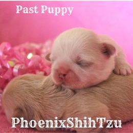 Shih Tzu Puppies from Phoenix Shih Tzu