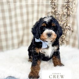 C r e w - Tri-color male Bernedoodle puppy in Cedar City, Utah from Cedar Doodles- Home of the Teddybear Goldendoodle