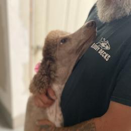 Kashmere - Poodle