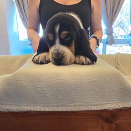 Teddy - Black brown and white male Basset Hound puppy in Greenleaf, Idaho from Happy Acre Bassets