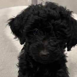 Girl 4 - Black Goldendoodle puppy in Hurricane, Utah from Dancing Doodles
