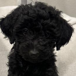 Girl 4 - Black Goldendoodle puppy in Hurricane, Utah from Dancing Doodles