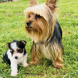 Yorkshire Terriers from Misty's Yorkies