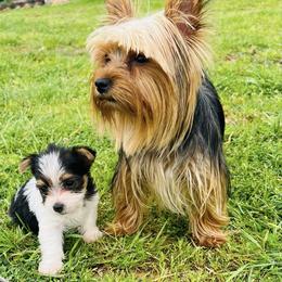 Yorkshire Terriers from Misty's Yorkies