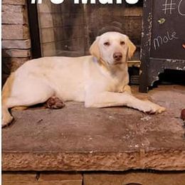 Labrador Retrievers from BS Schaefer Farms