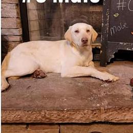 Labrador Retrievers from BS Schaefer Farms