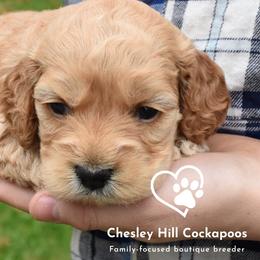 Cockapoo Puppies from Chesley Hill Cockapoos