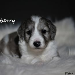 Goldendoodle and Aussiedoodle Puppies from Sister Doodles