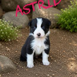 Astrid - Black and white female Border Collie puppy in Sanger, California from Flying M Cactus Ranch Buddies