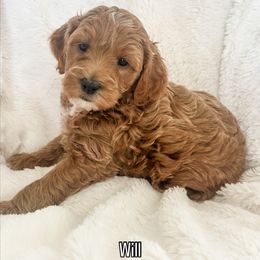 Will - Red  male Goldendoodle puppy in Orem, Utah from Daphne's Dozen