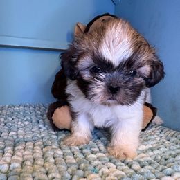 Chris - Tricolor male Shih Tzu puppy in Bradley, South Carolina from Katie’s Kennel