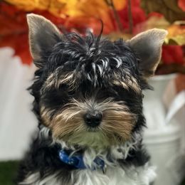 Houston-2550 - Black tan and white male Biewer Terrier puppy in Douglas, Georgia from Heartland small breeds