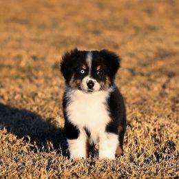 Boston - Black tri male Miniature American Shepherd puppy in Snyder, Texas from RLA Miniature American Shepherds