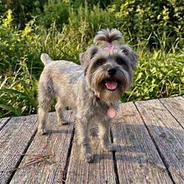 Pixie - Yorkshire Terrier