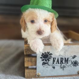 Boy4 - Red and white male Cockapoo puppy in Connersville, Indiana from MoonShine Babies