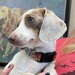 Koda - Dachshund