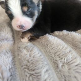 Miniature Australian Shepherd and Toy Australian Shepherd Puppies from Kinsley's Cuties & SouthPaw Creations