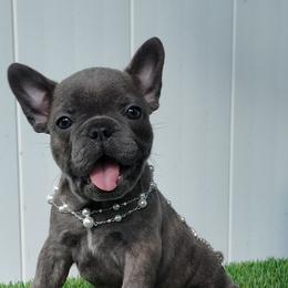 French Bulldog Puppies from Double Barrel Bullies