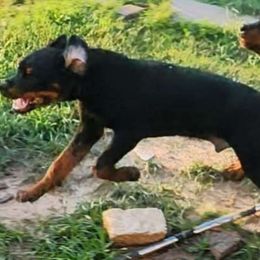 Girl 3 - Black and mahogany Rottweiler puppy in Houston, Texas from Wards Pups