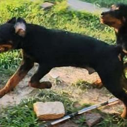 Girl 3 - Black and mahogany Rottweiler puppy in Houston, Texas from Wards Pups