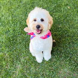 Maisie - Goldendoodle