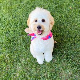 Maisie - Goldendoodle