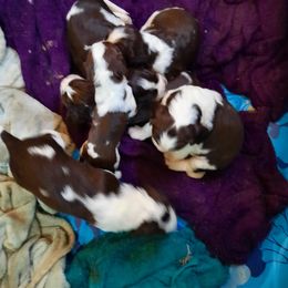 English Springer Spaniel Puppies from Brambleberry Springers