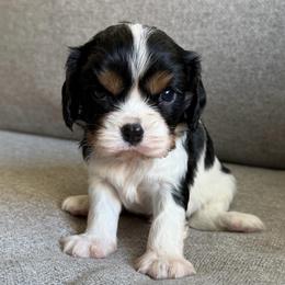Theo - Tri-color male Cavalier King Charles Spaniel puppy in Fresno, California from CaliCavaliers