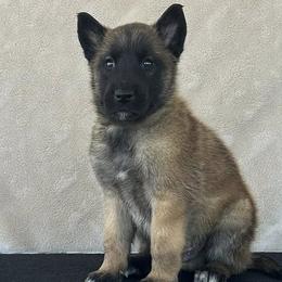 Blue-Shown at 5.5 weeks old - Fawn male Belgian Malinois puppy in Golden Valley, Arizona from Desert Wind Kennels