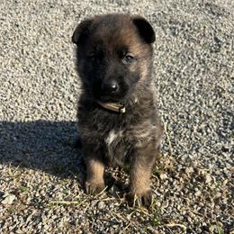 Molly - Sable female German Shepherd puppy in Milan, Illinois from Stonewick German Shepherds